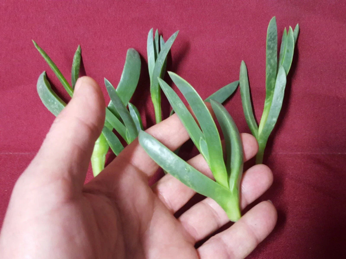 Ice Plant Cuttings 7 Pack 3-4 Inches Coastal Delosperma Live Succulent Greenery - Drought-Tolerant Ground Cover