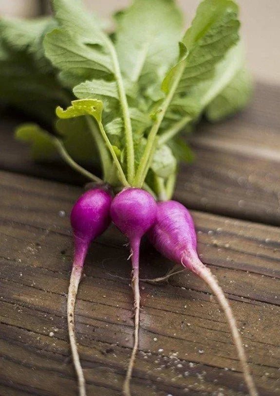 Purple Plum Radish Seeds - 200 Organic Non-GMO - Raphanus sativus - Fast-Growing for Garden & Container Gardening