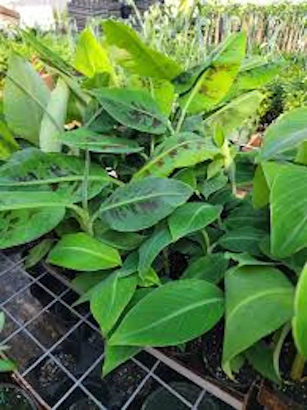 Double Mahoi Banana Plant - 5 Bare Root Dwarf Cavendish - Musa acuminata - Fast Growing, Heat & Cold Tolerant Starter Set