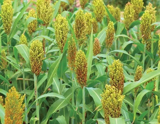 Wild Game Sorghum Seeds 2 lb Premium Milo Seeds Sorghum bicolor