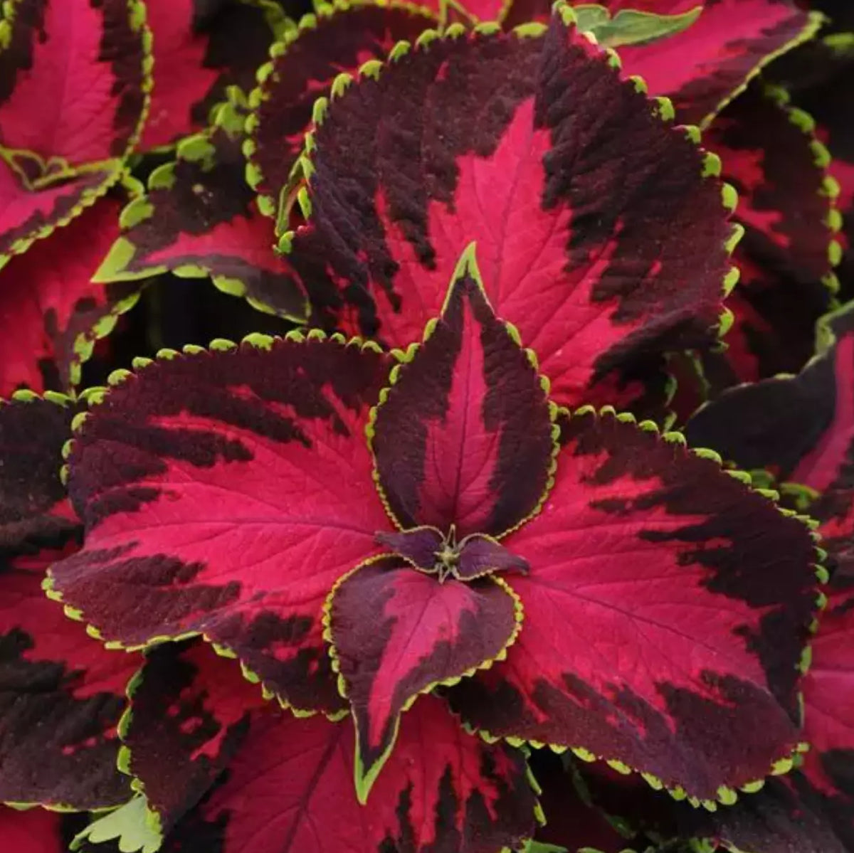 Coleus Plants Plugs 10 Count Chocolate Covered Cherry Coleus blumei Dark Mahogany Foliage Shade-Tolerant Starter Plants