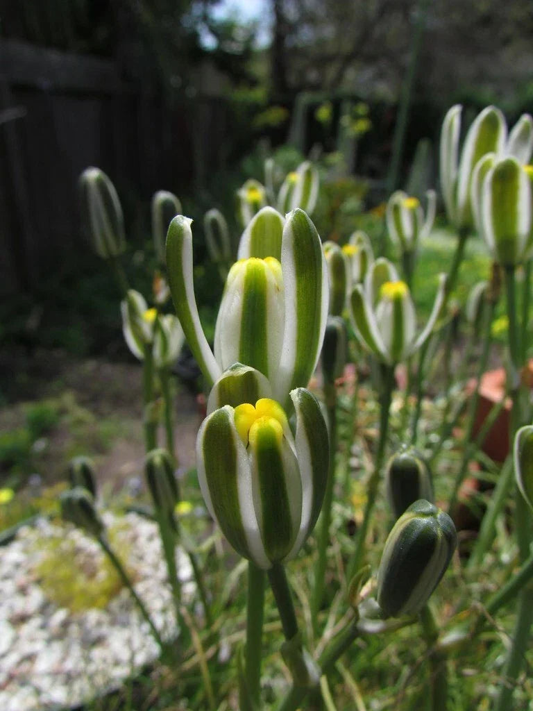 Albuca Namaquensis "Augrabies Hill" 4" Potted Rare Succulent Plant - Unique Spiral Leaves, Low Maintenance, Indoor/Outdoor