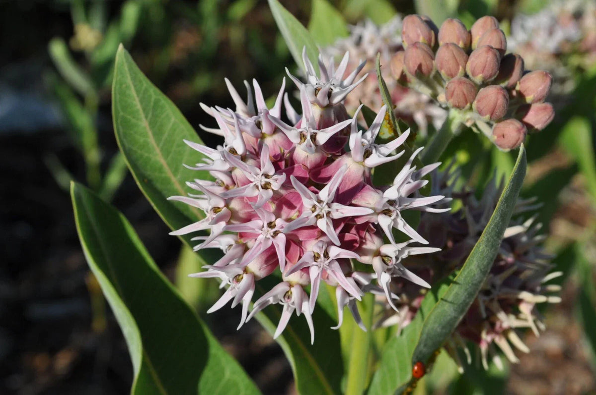 Showy Milkweed Seeds - Easy Grow Butterfly Weed - Asclepias speciosa - Perennial Wildflower for Native Pollinators