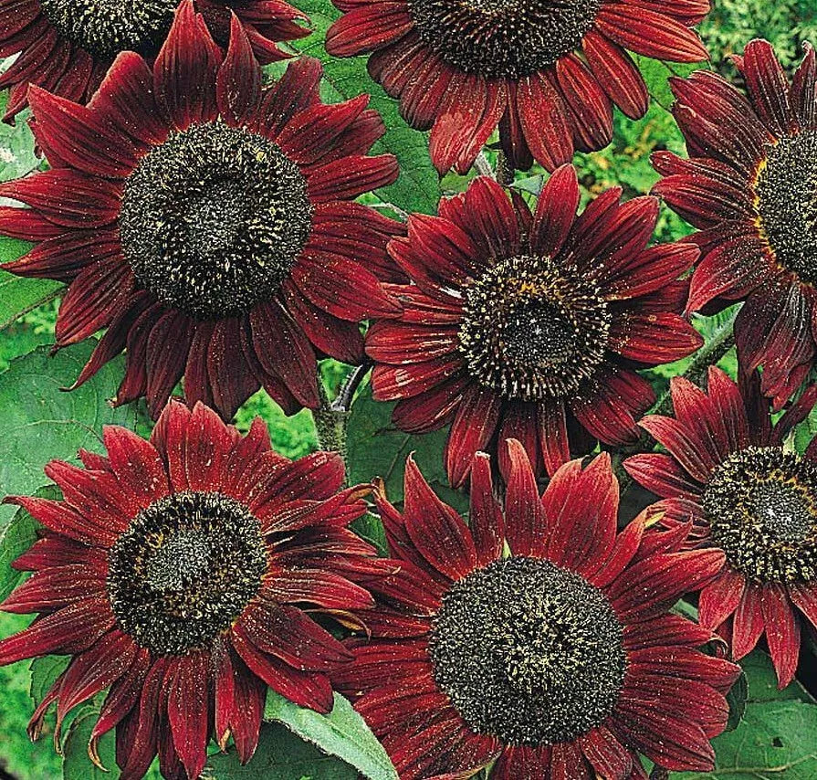 Velvet Queen Sunflower Seeds 50+ Pack | Annual Variety | Helianthus annuus | Attracts Bees & Birds