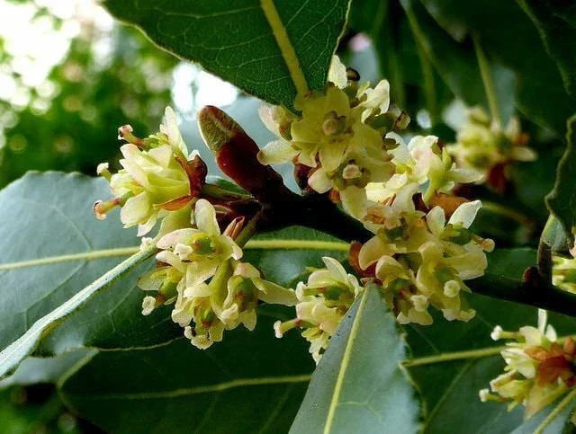 Bay Leaf Laurel Tree Seeds - Rare Tropical Variety - Laurus Nobilis - Premium Quality for Culinary Garden Use