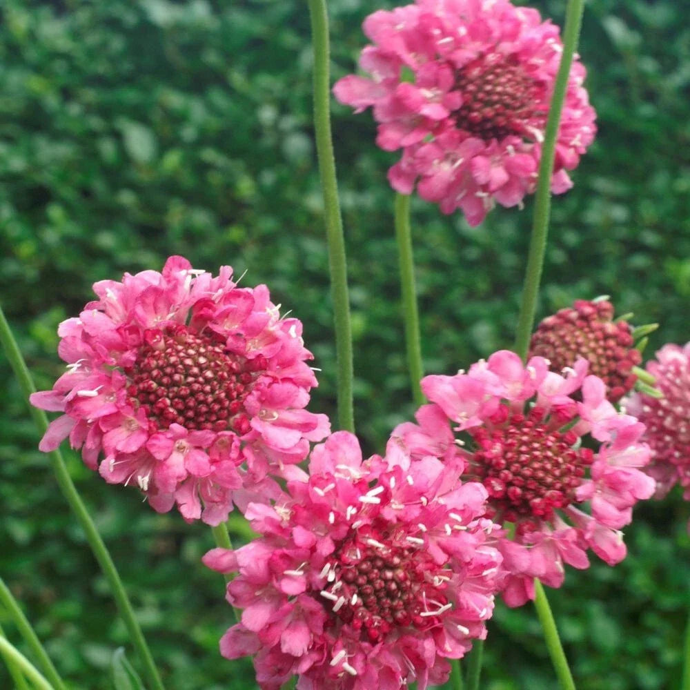Pink Scabiosa Seeds, 100 Count, Rose Flower, Scabiosa atropurpurea - Cottage Garden Pollinator Attracting Seeds