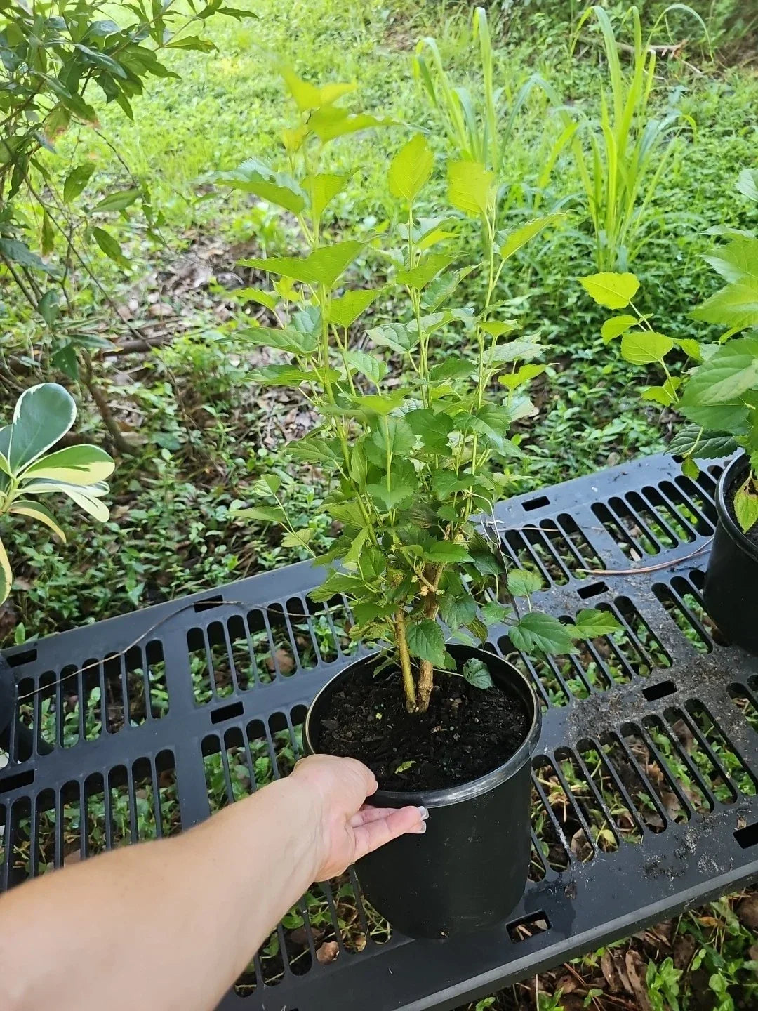 Large Dwarf Black Mulberry Live Plant - Morus Nigra - Everbearing, Hardy Fruit Tree for Small Spaces and Containers
