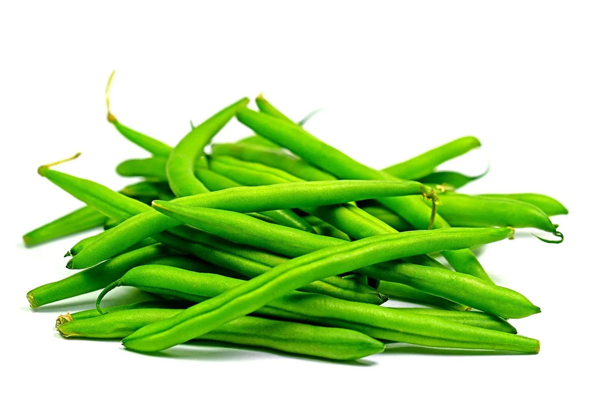 Green Bean Seeds - 50+ Provider Bush Bean Seeds - Non-GMO, Phaseolus vulgaris, USA Grown for Easy Planting and Harvest