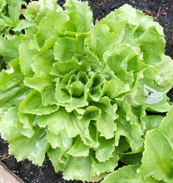 Broadleaf Batavian Endive Seeds - 500+ Organic Cichorium endivia - Non-GMO Escarole Vegetable Seeds for Home Gardening