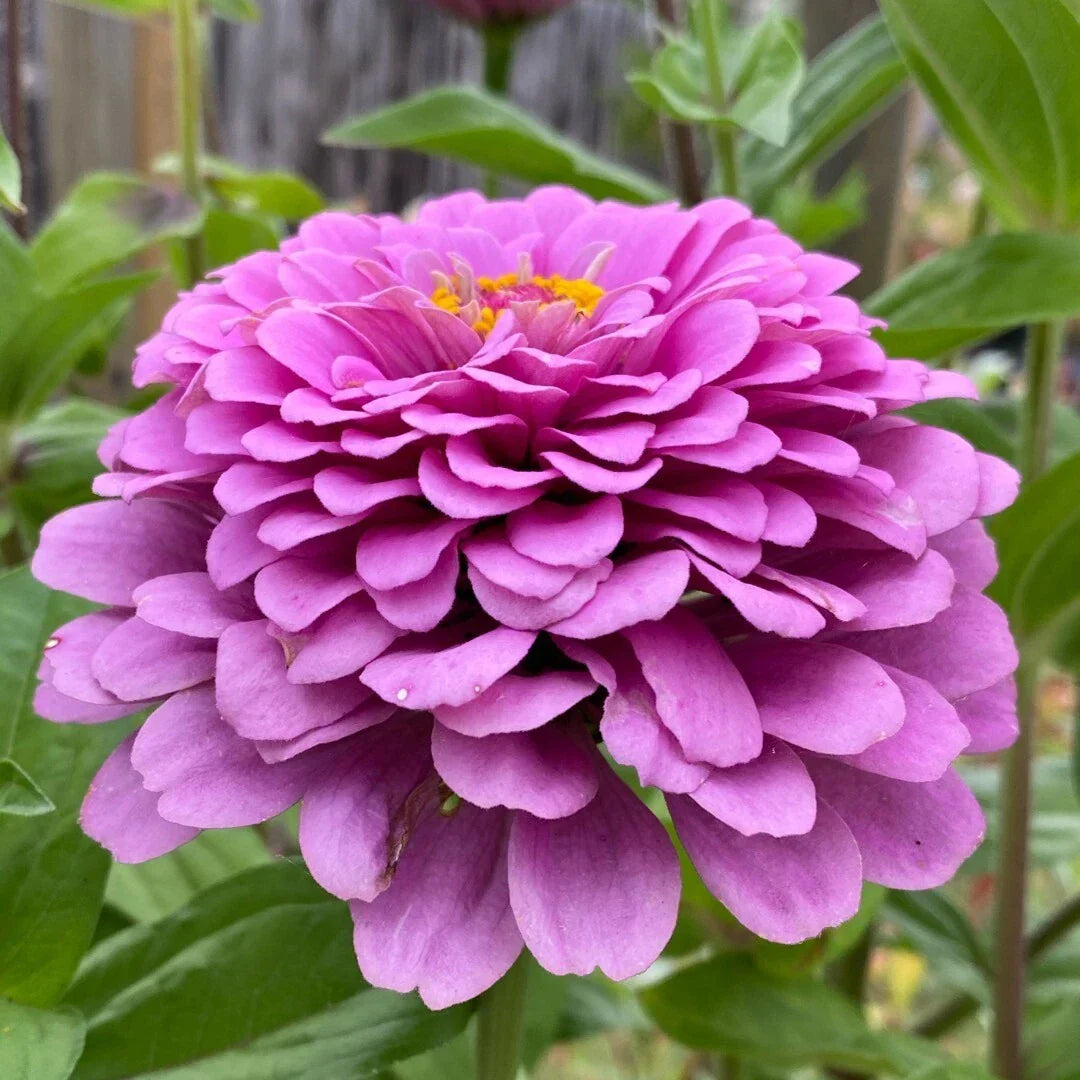 Zinnia Seeds Pack | Non-GMO Giant Purple Flowers | Zinnia elegans | Attracts Pollinators | 2025 Growing Season