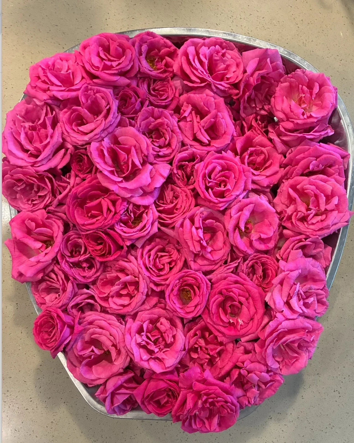 Thornless Rose Cuttings 5-8" Fresh Unrooted Stems Zephirine Drouhin Rosa 'Zephirine Drouhin' - 3 Stems for Easy Gardening