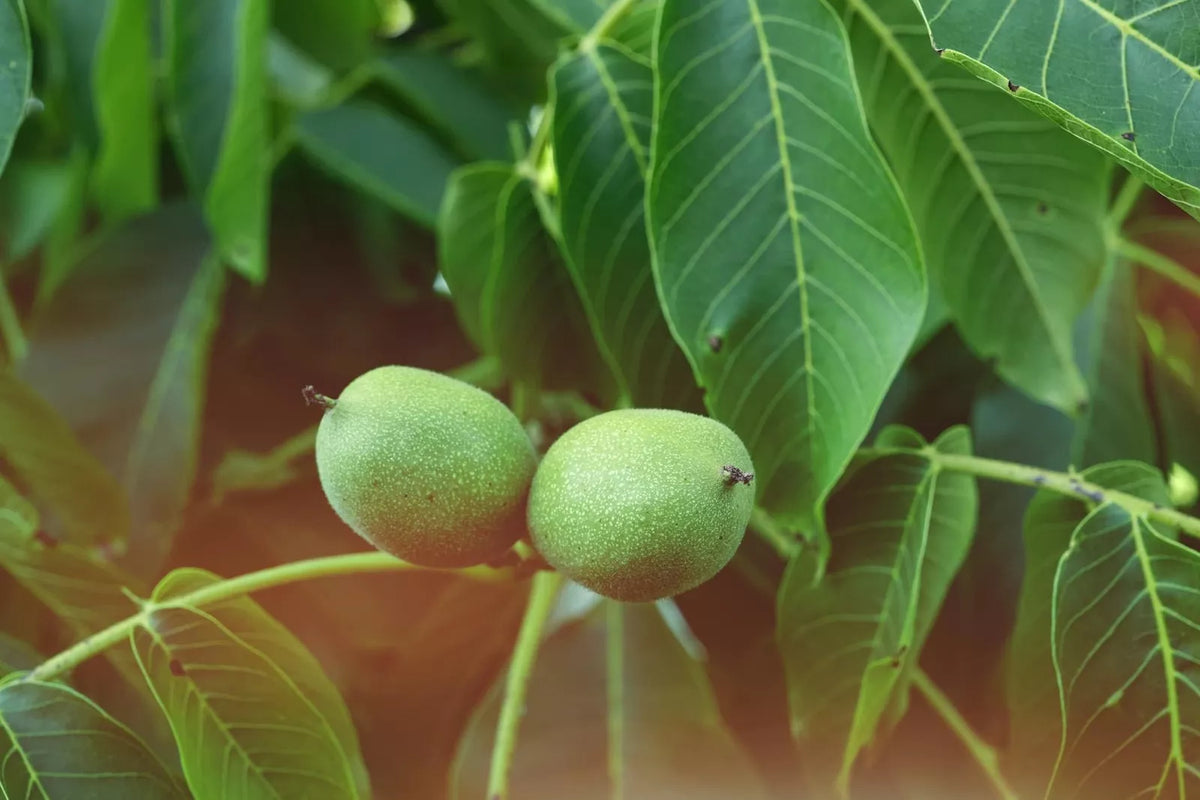 Carpathian Walnut Seeds - 5 Pack - Juglans regia Carpathian - High-Quality Tree Seeds for Home Gardening and Orchards