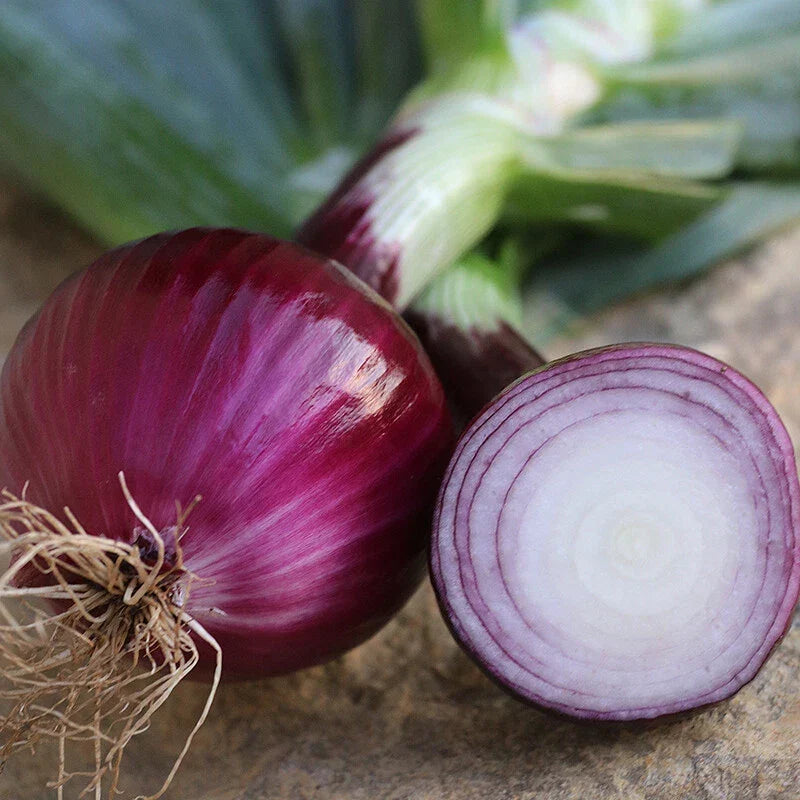 Ruby Red Onion Seeds, NON-GMO, Long Day Variety, Heirloom Quality, Allium cepa, Ideal for Northern Climates