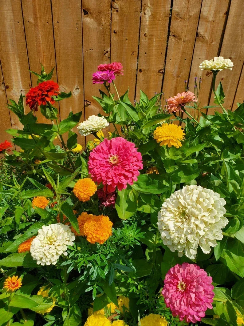 Giant Double Zinnia Seeds - 200 Organic Flower Seeds - Colorful Zinnia Mix - Zinnia elegans - Perfect for Gardens and Pollinators