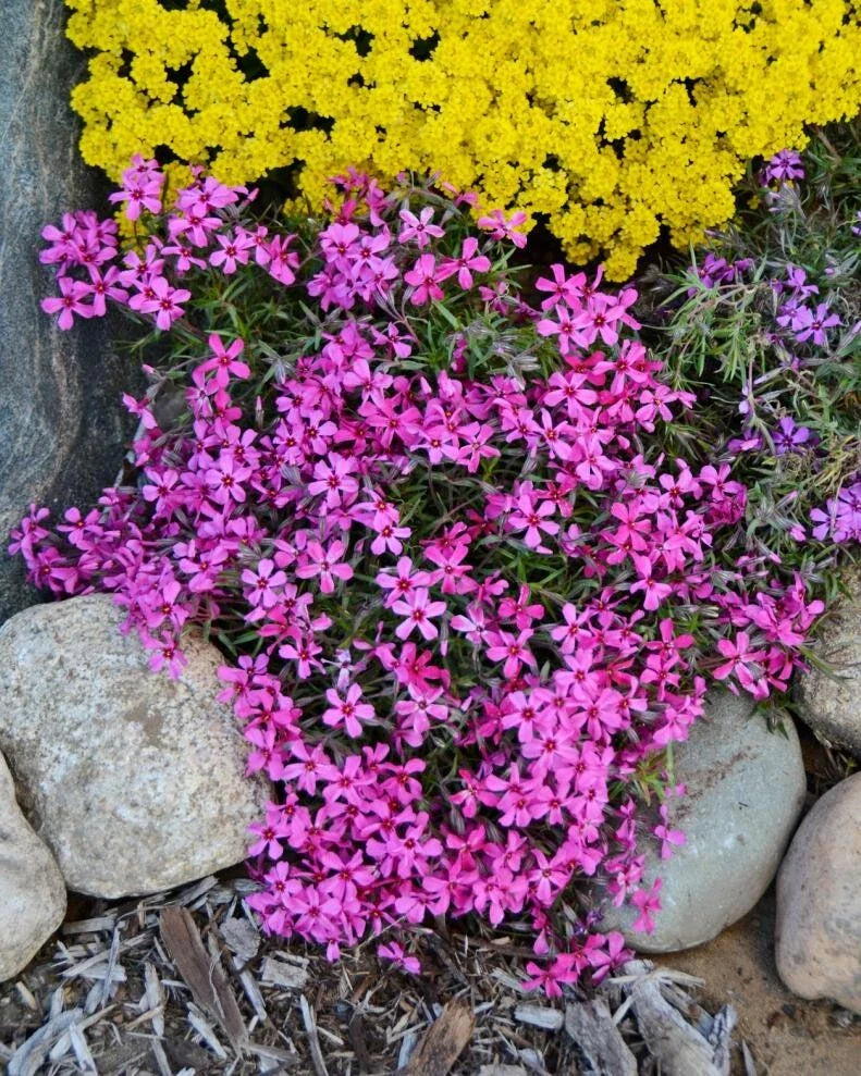 Atropurpurea Phlox Seeds - 100+ Pack for Garden Planting - Vibrant Purple Flowers - Phlox paniculata