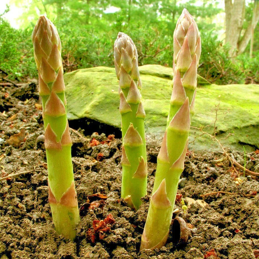 Asparagus Seeds - 120+ Heirloom Mary Washington - Asparagus officinalis - Easy to Grow for Vegetable Garden