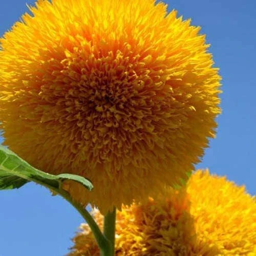 Teddy Bear Sunflower Seeds | 100+ Seeds | Helianthus annuus | Fluffy Yellow Blooms for Garden & Pollinator Attraction