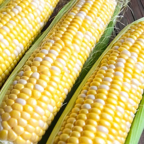 Bicolor Sweet Corn Seeds | Non-GMO F1 Hybrid | Ambrosia Variety | Zea mays | 50 Seeds per Packet