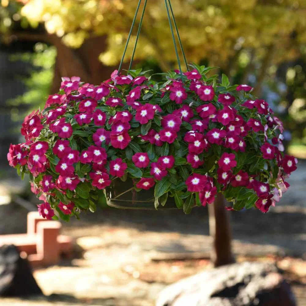 Vinca Seeds 1000 Count - Sunsplash Burgundy GL - Catharanthus roseus - Drought-Resistant Annual for Full Sun Gardening