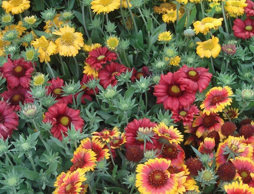 Gaillardia Seeds 25 Pack Monarch Mix Blanket Flower Gaillardia aristata - Colorful, Easy to Grow, Attracts Pollinators