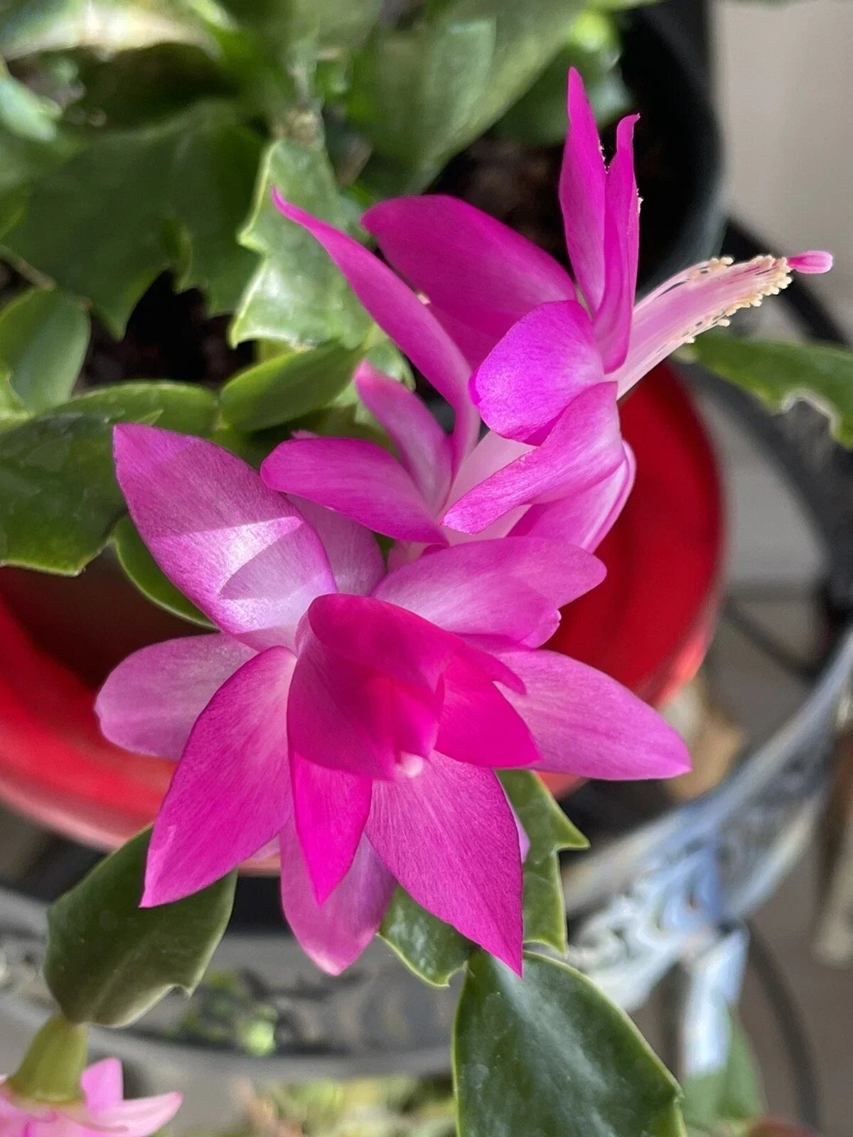 Holiday Pink Cactus Succulent 3-4” Starter Plant - Schlumbergera spp. - Vibrant Indoor Decor for Easy Care Gardening