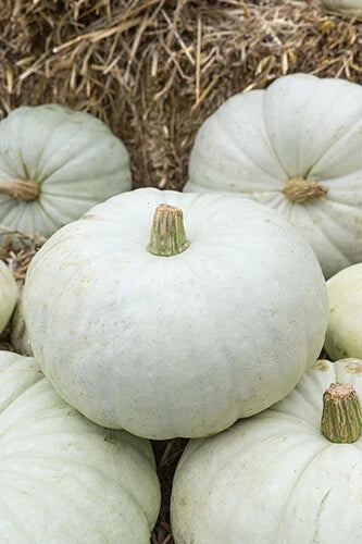 White Harvest Pumpkin Seeds - Pack of 25 - Cucurbita pepo - Non-GMO, Ideal for Baking & Fall Décor
