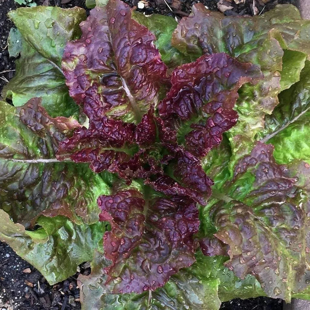Prizehead Lettuce Seeds 600+ Non-GMO for Vegetable Garden, Lactuca sativa, USA Grown, Perfect for Salads