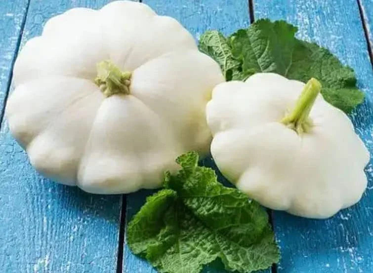 White Scallop Squash Seeds - 10 Seeds - Early White Bush Squash - Cucurbita pepo - Compact & Easy to Grow