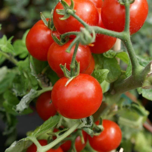 Cherry Tomato Seeds - 25 Pack - Large Red Heirloom Non-GMO - Solanum lycopersicum - Ideal for Garden or Container Planting