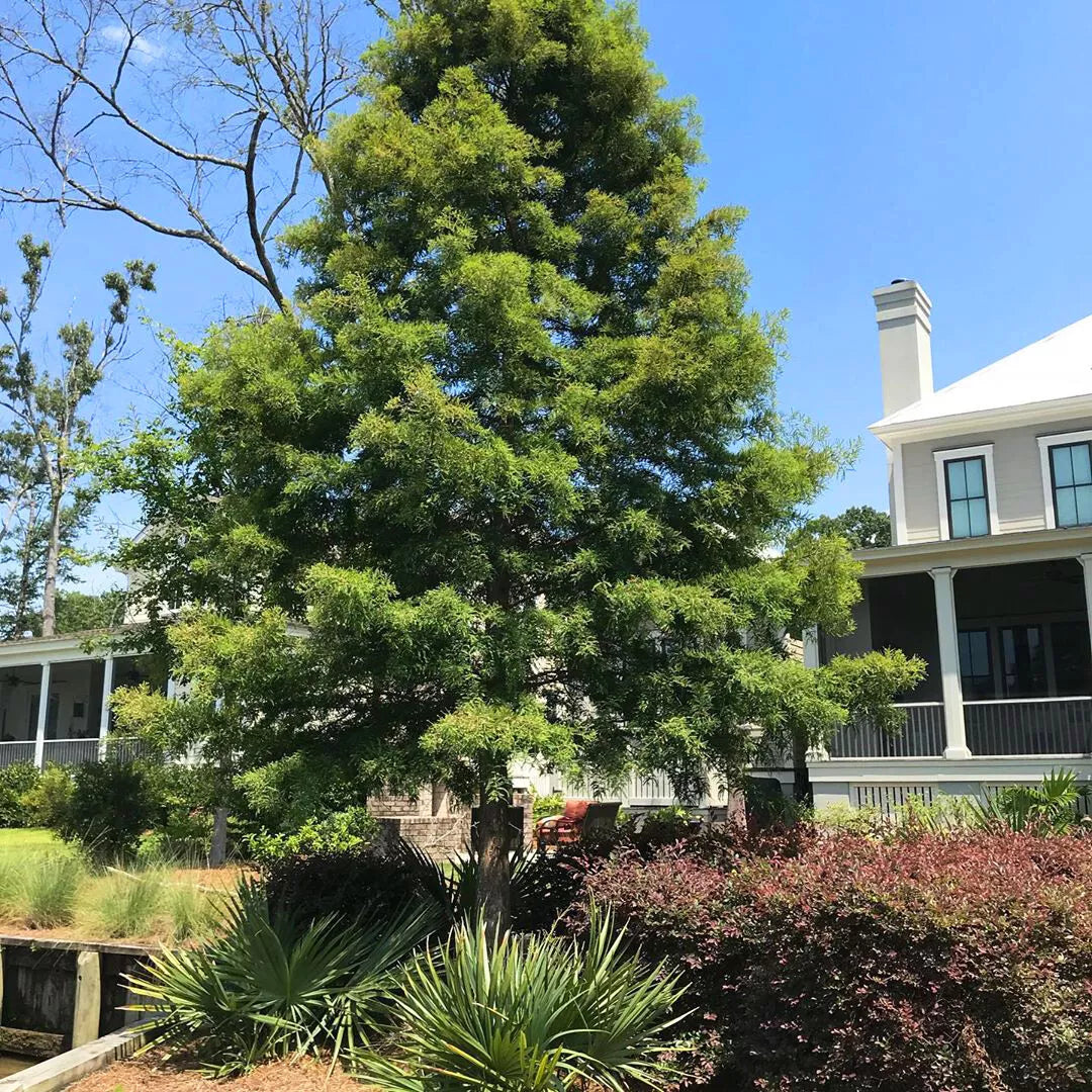 Bald Cypress Live Tree Set of 2, 12-16 Inches, Deciduous Conifer, Taxodium distichum, Bare Root