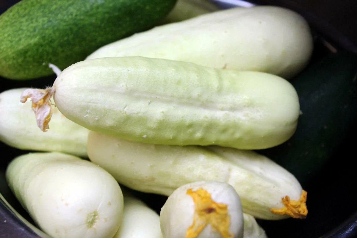 White Wonder Cucumber Seeds - Non-GMO Heirloom, Organic Ivory King Variety, Cucumis sativus - Perfect for Garden or Containers
