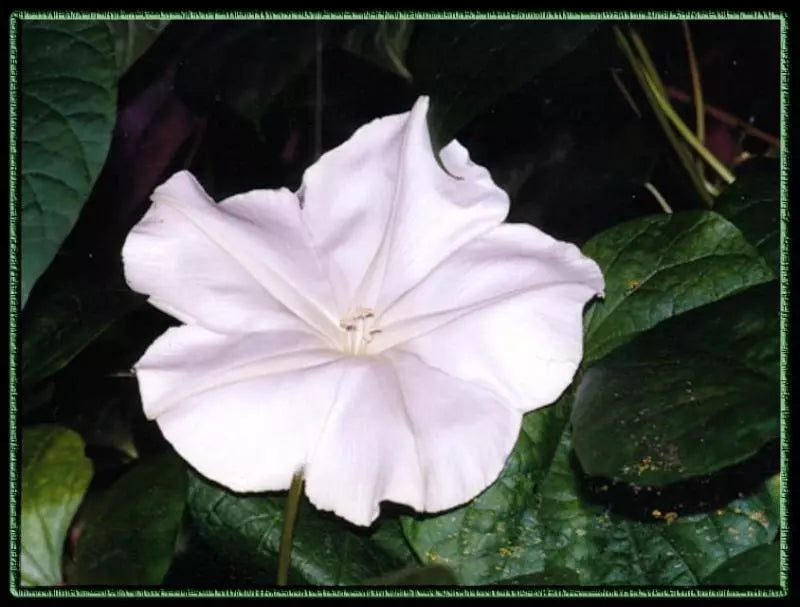 Moonflower Seeds 18 Pack - Fragrant Night Bloom Vine - Ipomoea alba - White Flowers for Vertical Gardening