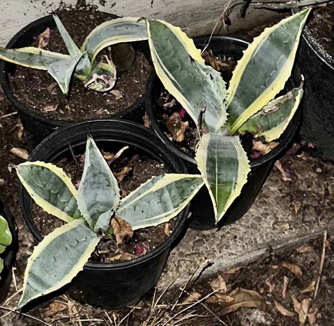Succulent Agave Americana Variegated 6-12" Century Plant Green Yellow - Agave americana variegata, Drought-Resistant, Easy Care