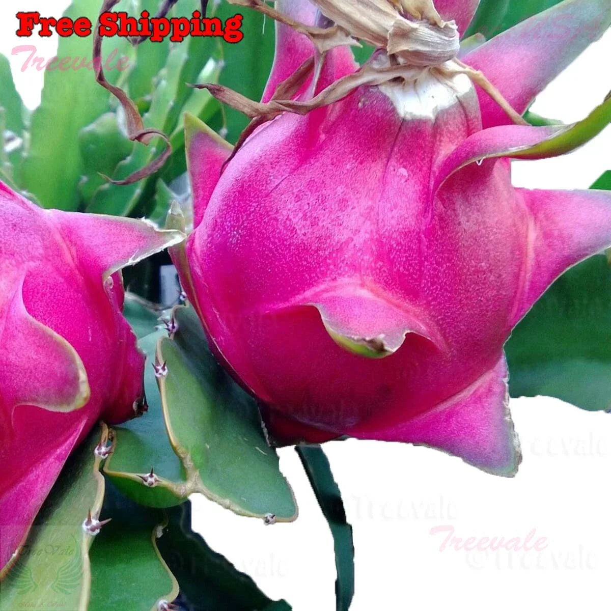 Dragon Fruit Cuttings - 6-10" Unrooted Pitaya White Fruit - Hylocereus undatus - 2 Fresh Cuttings for Home Gardening