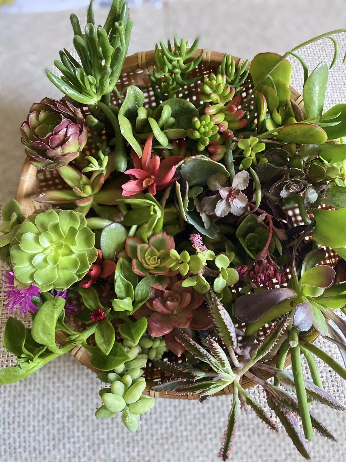 Organic Succulent Cuttings - 12 Assorted Varieties - Perfect for DIY Plant Projects - Echeveria, Sedum, Crassula