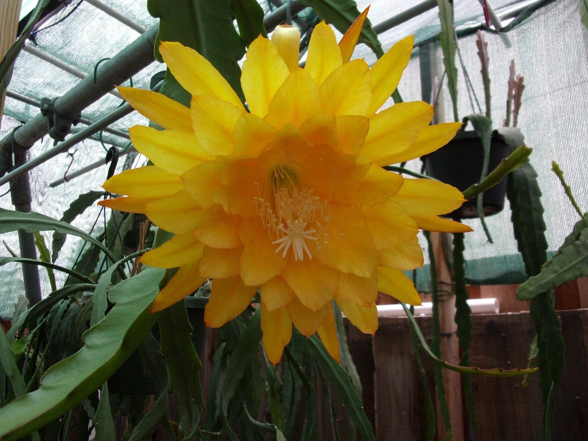 Epiphyllum Orchid Cactus Cutting - Yellow Tang - Fragrant Succulent Plant for Indoor Gardening - Epiphyllum spp.