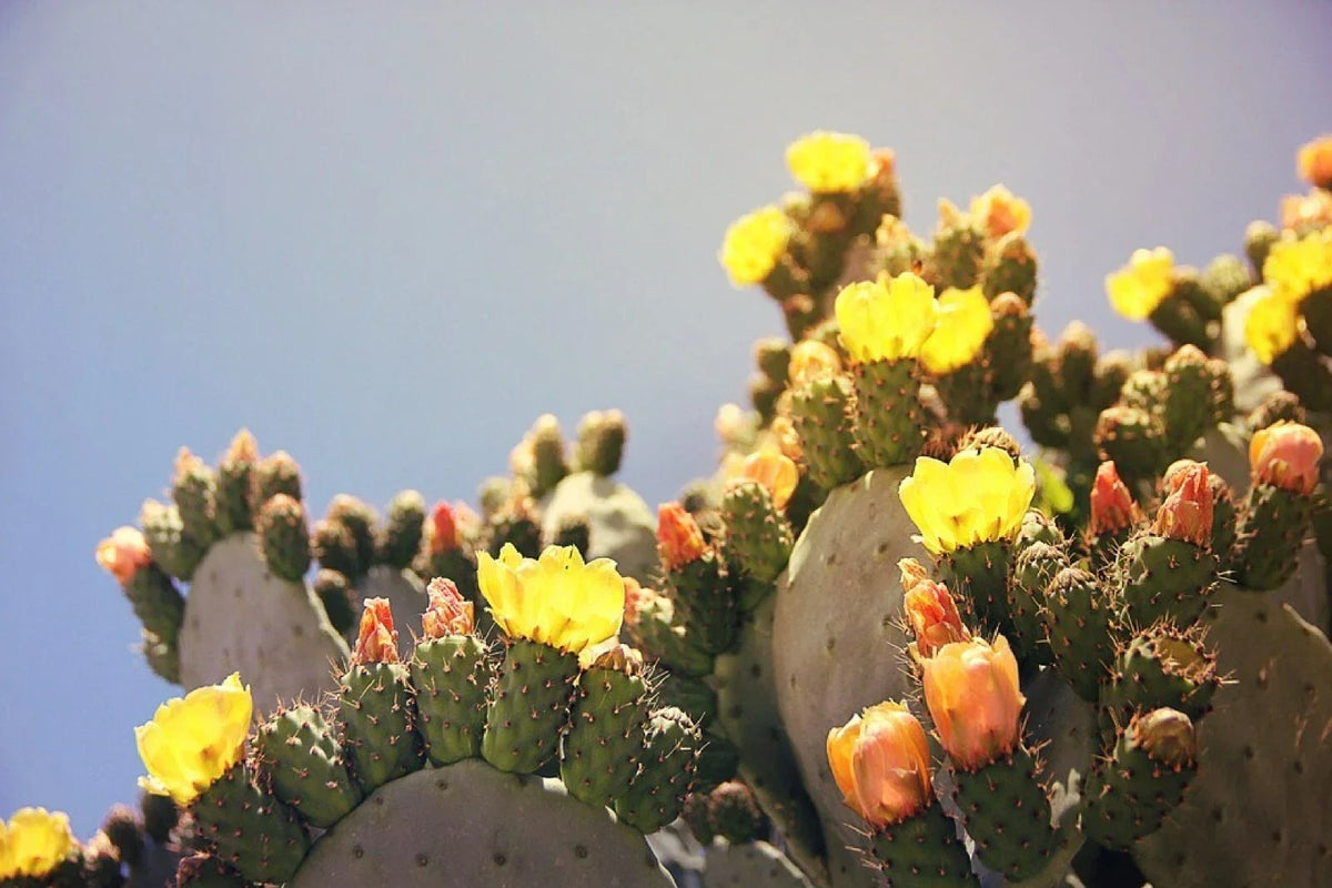 Marblefruit Cactus Seeds - 20 Organic Edible Seeds - Opuntia strigil - Exotic Fruit Plant for Gardens & Containers