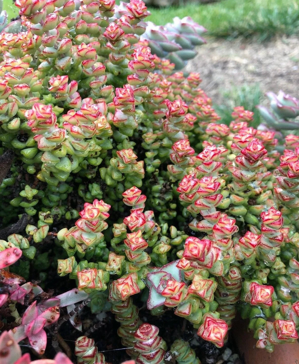 Crassula 'Tom Thumb' Succulent Cuttings - 2 Pack, 3-4" - Ideal for Miniature Gardens, Houseplants, Terrariums, Crassula perfoliata