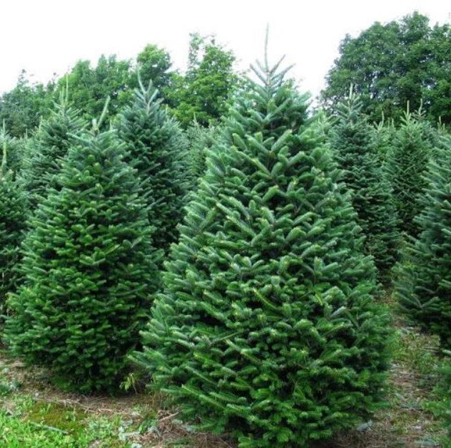 Noble Fir Bareroot Tree 10-16" - Abies Procera - Cold Hardy Plant for Zones 5-6 - Ideal for Landscaping & Holiday Decor