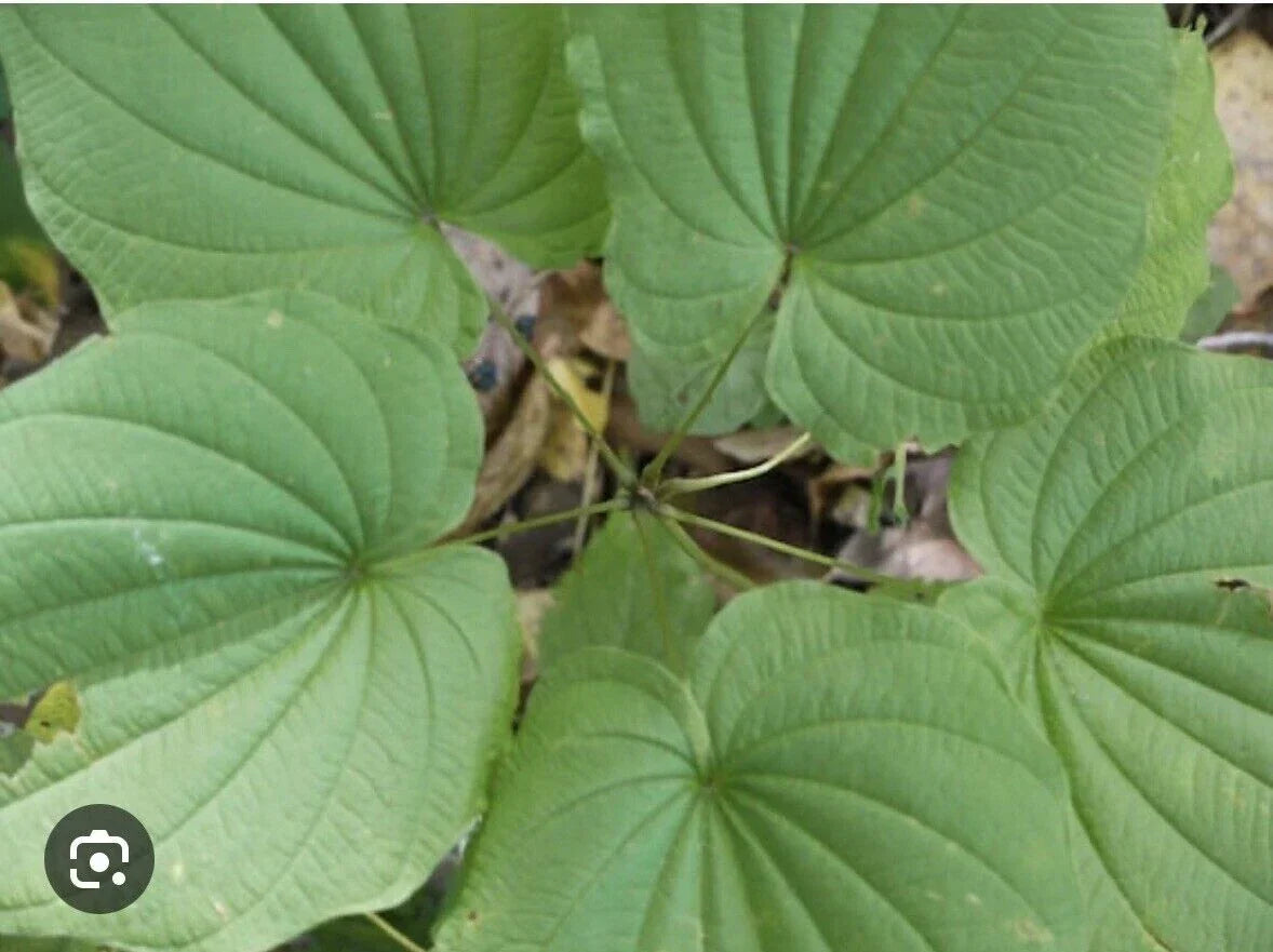 Wild Yam Plants Bare Root - 3 Organic Dioscorea Vine Bulbs - Appalachian Grown Perennial Wildflower