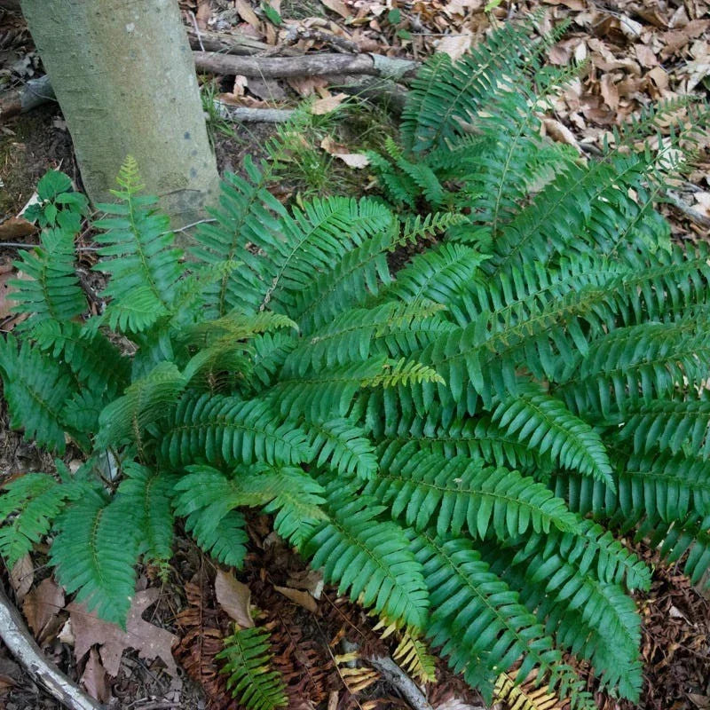 Christmas Fern Roots - 5 Bare Roots, Evergreen Fern for Gardens, Polystichum acrostichoides, Native Plant for Landscapes