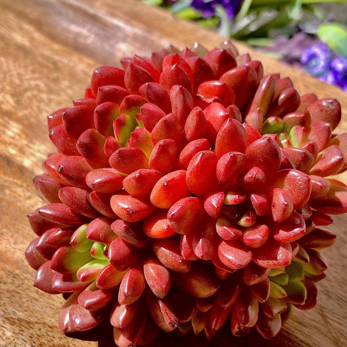 Sugar Sweet Table Grape Vine - Bare Root - Seedless Large Green - Vitis vinifera - Easy to Grow, Juicy Grapes for Home Garden