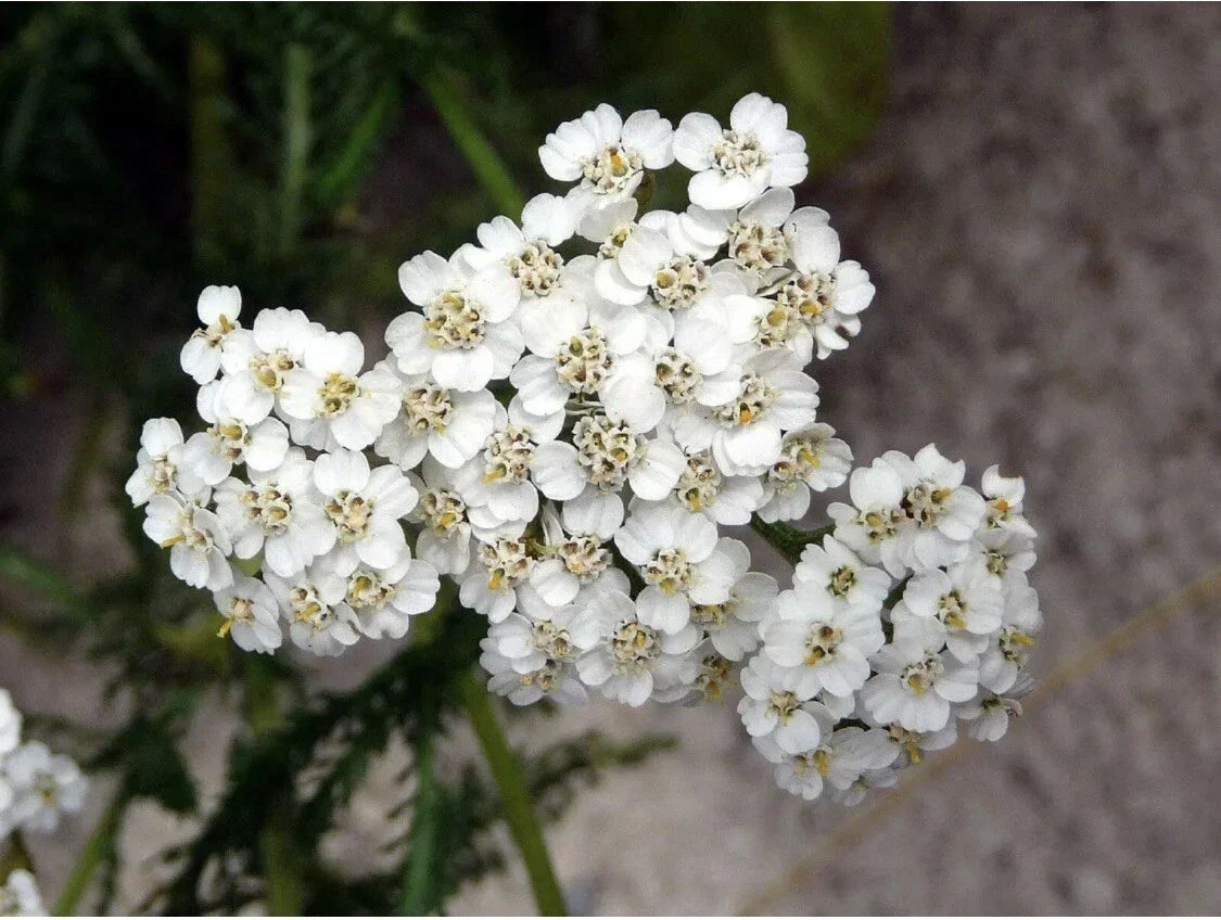 Yarrow Seeds - 100+ Heirloom White Edible Wildflower Medicinal Herb - Achillea millefolium