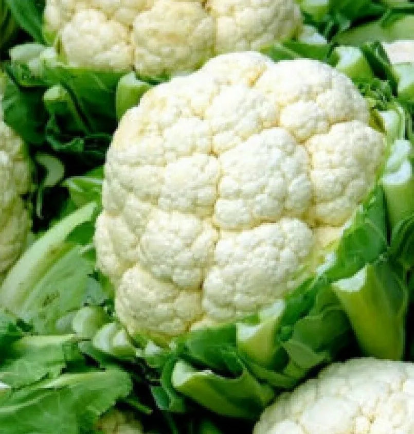 Cauliflower Seeds 300+ Count Snowball Y Improved Brassica oleracea Culinary Variety Non-GMO Vegetable Seeds
