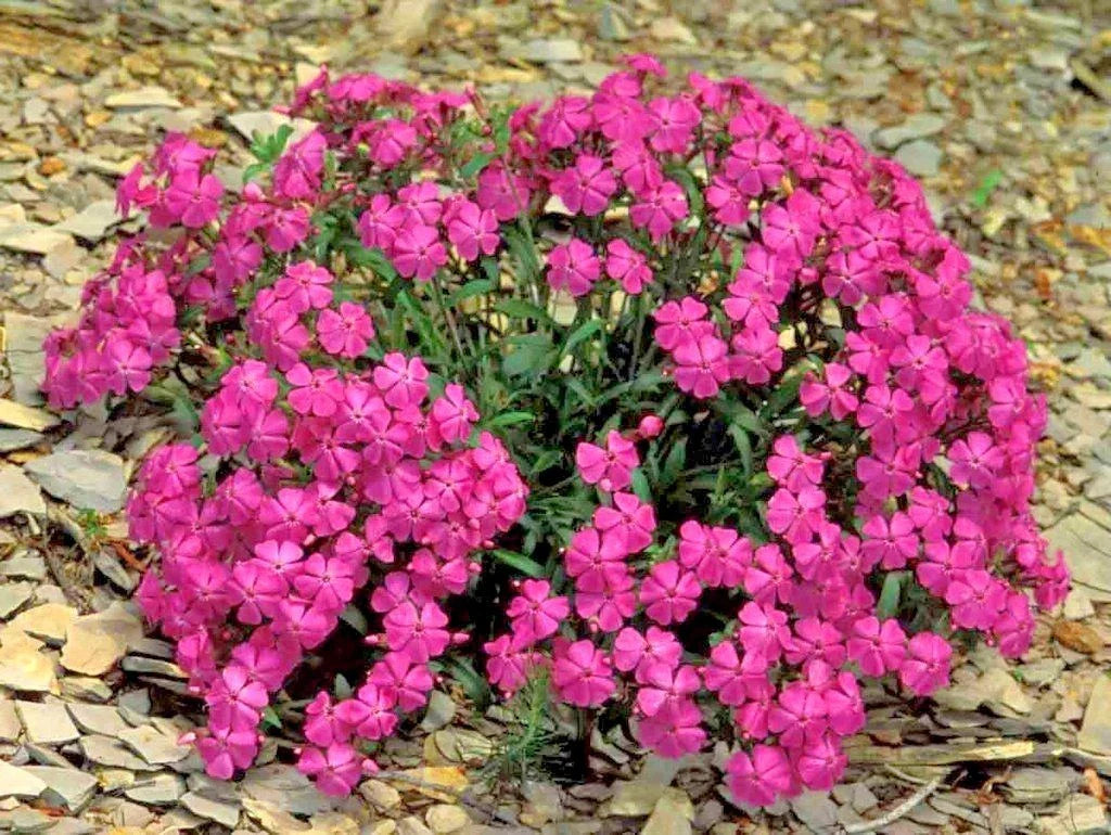 CATCHFLY Flower Seeds 1000+ Easy to Grow Native Wildflower Silene laciniata for Patio Containers