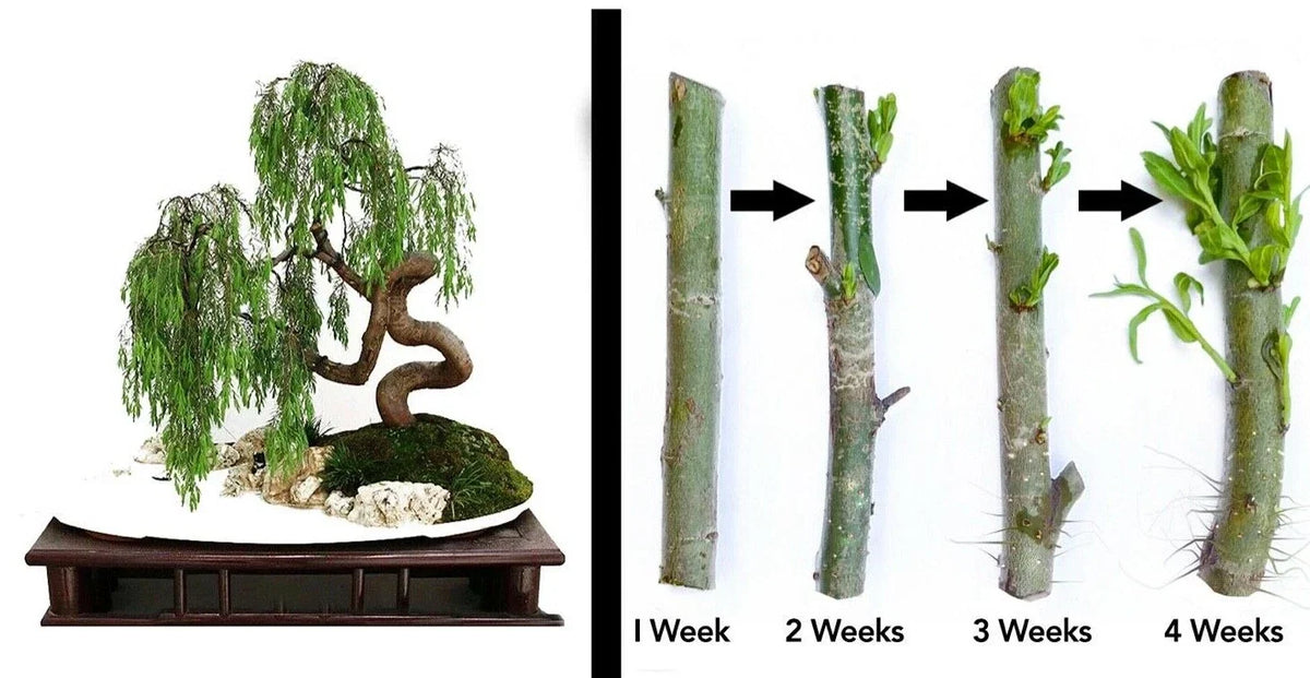 Dragon Bonsai Cutting Starts - 2 Weeping Willow Cuttings - Thick Trunk - Salix Babylonica - Easy Propagation for Indoor/Outdoor Gardening