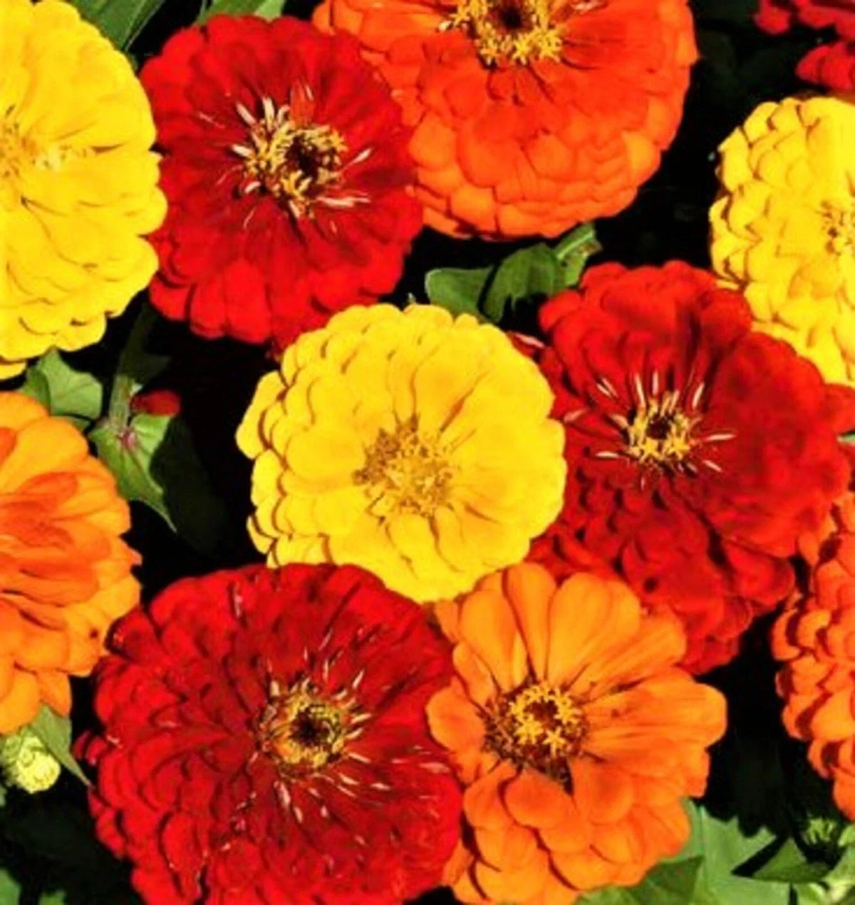 Zinnia Seeds - 100+ Lava Lamp Variety - Multi-Color Flowers - Zinnia elegans - Easy to Grow, Attracts Pollinators