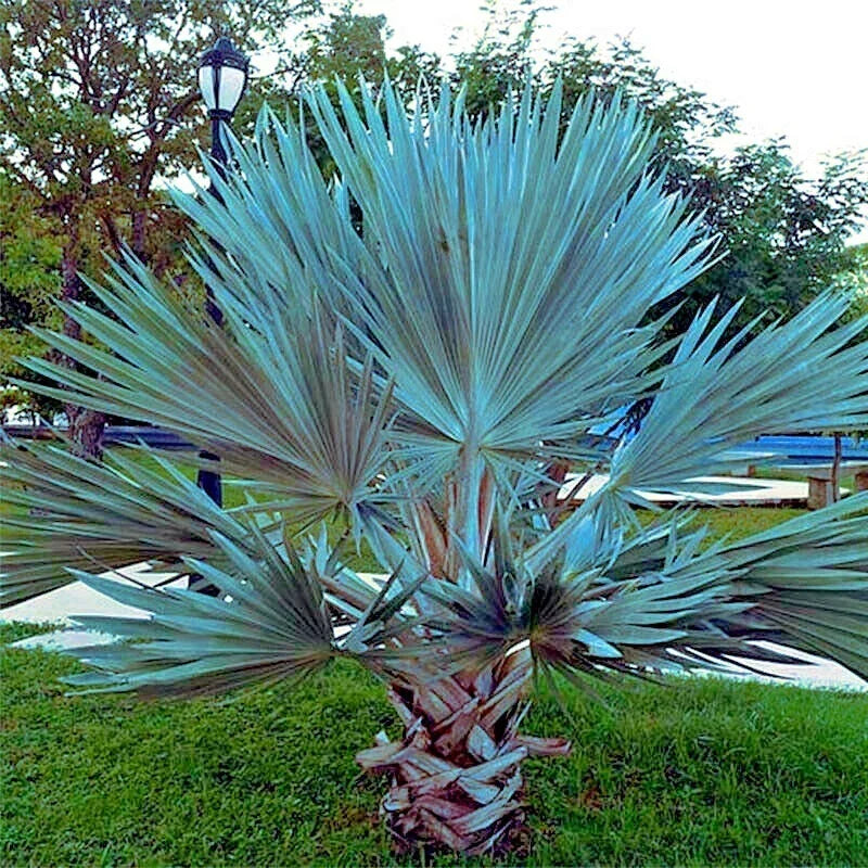 Mexican Blue Hesper Fan Palm Seeds - 5 Grey Goddess Seeds - Cold Hardy Tropical Variety - Brahea armata