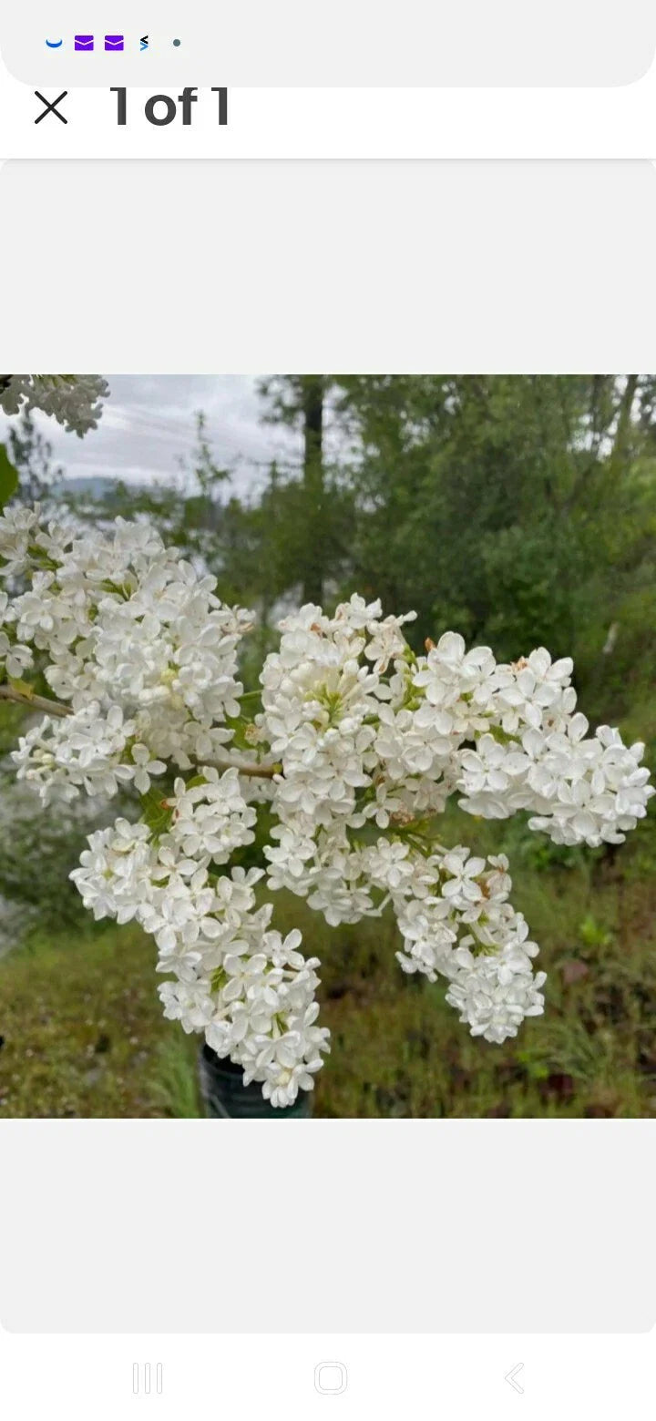 Bare Root Lilac Bush - Jumbo Size - White Flowers - Syringa vulgaris - Planting Instructions Included