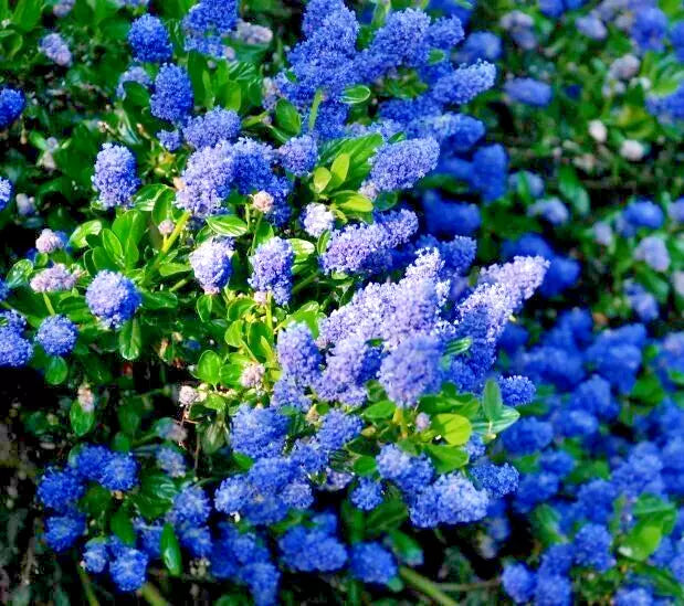 Ceanothus California Lilac Cuttings - 3 Unrooted 6" Live Plants - Ceanothus spp. - Vibrant Blue Flowers, Easy Care Shrub